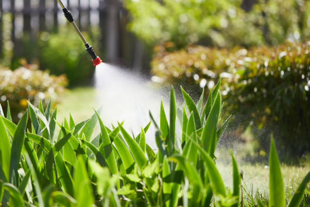 24/7 Emergency Termite Control experts in Cisco, TX